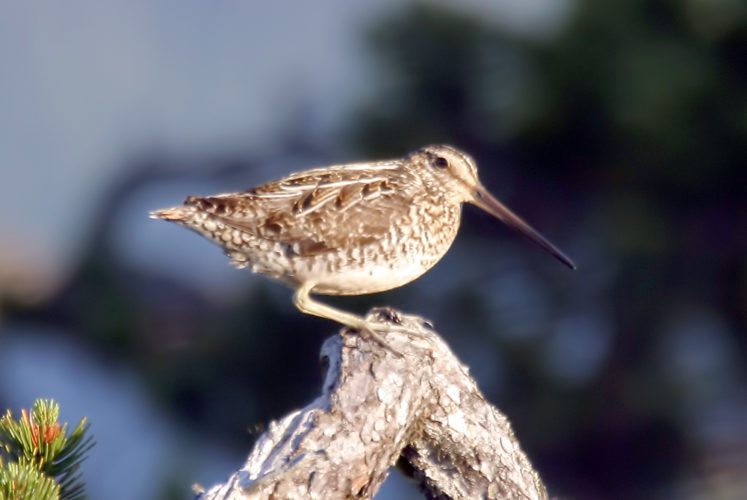 A Wilson's snipe, like this one seen in Alaska, was one of the highlights identified by volunteers during the annual Christmas Bird Count two weeks ago. (Photo provided by Larry Master, www.masterimages.com) 